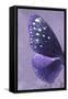 Miss Butterfly Euploea Profil - Purple-Philippe Hugonnard-Framed Stretched Canvas