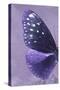 Miss Butterfly Euploea Profil - Purple-Philippe Hugonnard-Stretched Canvas