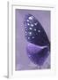 Miss Butterfly Euploea Profil - Purple-Philippe Hugonnard-Framed Photographic Print