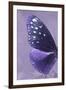 Miss Butterfly Euploea Profil - Purple-Philippe Hugonnard-Framed Photographic Print