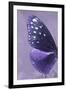 Miss Butterfly Euploea Profil - Purple-Philippe Hugonnard-Framed Photographic Print