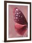 Miss Butterfly Euploea Profil - Red-Philippe Hugonnard-Framed Photographic Print