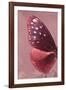 Miss Butterfly Euploea Profil - Red-Philippe Hugonnard-Framed Photographic Print