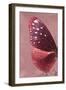 Miss Butterfly Euploea Profil - Red-Philippe Hugonnard-Framed Photographic Print