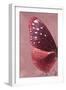 Miss Butterfly Euploea Profil - Red-Philippe Hugonnard-Framed Photographic Print