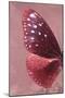 Miss Butterfly Euploea Profil - Red-Philippe Hugonnard-Mounted Photographic Print