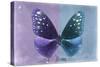 Miss Butterfly Euploea - Purple & Blue-Philippe Hugonnard-Stretched Canvas