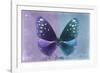 Miss Butterfly Euploea - Purple & Blue-Philippe Hugonnard-Framed Photographic Print