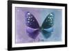 Miss Butterfly Euploea - Purple & Blue-Philippe Hugonnard-Framed Photographic Print