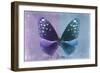 Miss Butterfly Euploea - Purple & Blue-Philippe Hugonnard-Framed Photographic Print