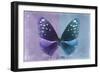 Miss Butterfly Euploea - Purple & Blue-Philippe Hugonnard-Framed Photographic Print