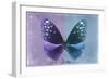 Miss Butterfly Euploea - Purple & Blue-Philippe Hugonnard-Framed Photographic Print