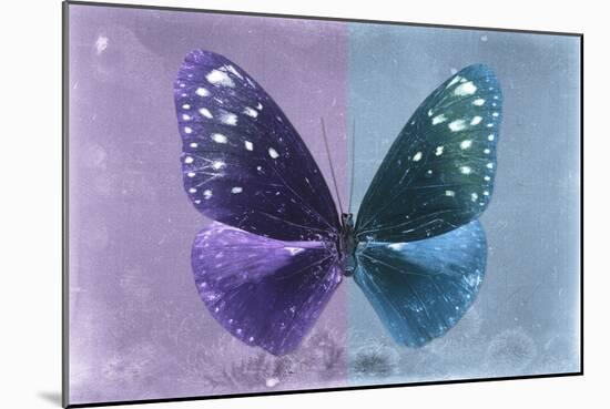 Miss Butterfly Euploea - Purple & Blue-Philippe Hugonnard-Mounted Photographic Print