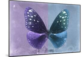 Miss Butterfly Euploea - Purple & Blue-Philippe Hugonnard-Mounted Photographic Print