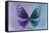 Miss Butterfly Euploea - Purple & Blue-Philippe Hugonnard-Framed Stretched Canvas