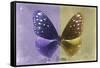 Miss Butterfly Euploea - Purple & Gold-Philippe Hugonnard-Framed Stretched Canvas