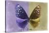 Miss Butterfly Euploea - Purple & Gold-Philippe Hugonnard-Stretched Canvas