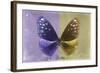 Miss Butterfly Euploea - Purple & Gold-Philippe Hugonnard-Framed Photographic Print