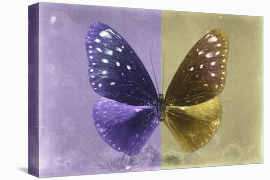 Miss Butterfly Euploea - Purple & Gold-Philippe Hugonnard-Stretched Canvas