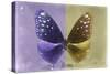 Miss Butterfly Euploea - Purple & Gold-Philippe Hugonnard-Stretched Canvas