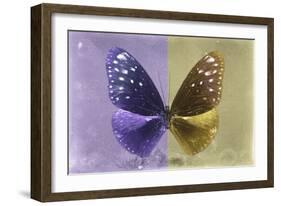 Miss Butterfly Euploea - Purple & Gold-Philippe Hugonnard-Framed Photographic Print