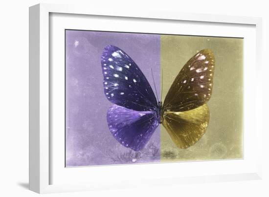 Miss Butterfly Euploea - Purple & Gold-Philippe Hugonnard-Framed Photographic Print