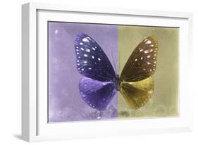 Miss Butterfly Euploea - Purple & Gold-Philippe Hugonnard-Framed Photographic Print