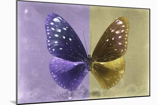 Miss Butterfly Euploea - Purple & Gold-Philippe Hugonnard-Mounted Photographic Print