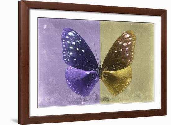 Miss Butterfly Euploea - Purple & Gold-Philippe Hugonnard-Framed Photographic Print