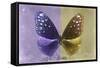 Miss Butterfly Euploea - Purple & Gold-Philippe Hugonnard-Framed Stretched Canvas