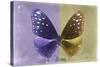 Miss Butterfly Euploea - Purple & Gold-Philippe Hugonnard-Stretched Canvas