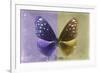 Miss Butterfly Euploea - Purple & Gold-Philippe Hugonnard-Framed Photographic Print