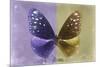 Miss Butterfly Euploea - Purple & Gold-Philippe Hugonnard-Mounted Photographic Print