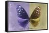 Miss Butterfly Euploea - Purple & Gold-Philippe Hugonnard-Framed Stretched Canvas
