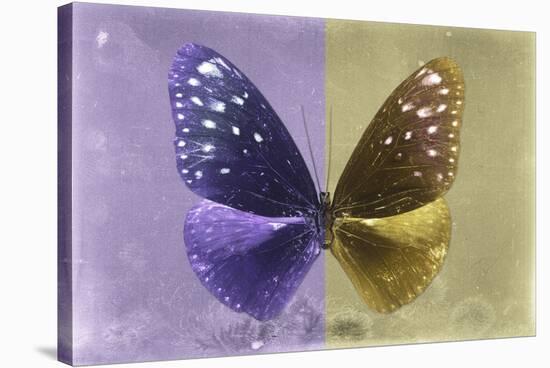 Miss Butterfly Euploea - Purple & Gold-Philippe Hugonnard-Stretched Canvas