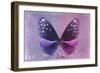 Miss Butterfly Euploea - Purple & Hot Pink-Philippe Hugonnard-Framed Photographic Print