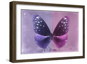 Miss Butterfly Euploea - Purple & Hot Pink-Philippe Hugonnard-Framed Photographic Print