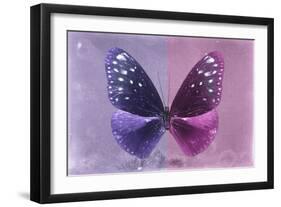 Miss Butterfly Euploea - Purple & Hot Pink-Philippe Hugonnard-Framed Photographic Print