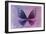 Miss Butterfly Euploea - Purple & Hot Pink-Philippe Hugonnard-Framed Photographic Print