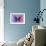 Miss Butterfly Euploea - Purple & Hot Pink-Philippe Hugonnard-Framed Photographic Print displayed on a wall