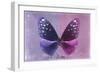 Miss Butterfly Euploea - Purple & Hot Pink-Philippe Hugonnard-Framed Photographic Print