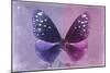 Miss Butterfly Euploea - Purple & Hot Pink-Philippe Hugonnard-Mounted Photographic Print