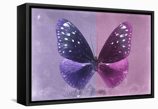 Miss Butterfly Euploea - Purple & Hot Pink-Philippe Hugonnard-Framed Stretched Canvas