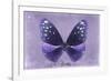 Miss Butterfly Euploea - Purple-Philippe Hugonnard-Framed Photographic Print