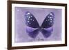 Miss Butterfly Euploea - Purple-Philippe Hugonnard-Framed Photographic Print