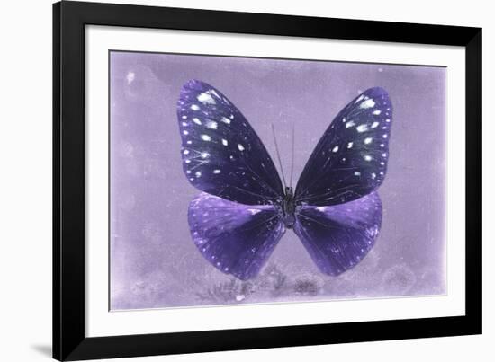 Miss Butterfly Euploea - Purple-Philippe Hugonnard-Framed Photographic Print