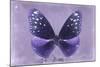Miss Butterfly Euploea - Purple-Philippe Hugonnard-Mounted Photographic Print