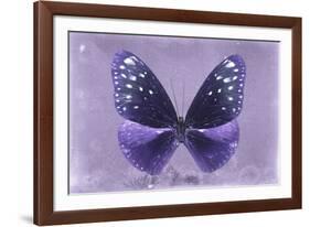 Miss Butterfly Euploea - Purple-Philippe Hugonnard-Framed Photographic Print