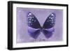 Miss Butterfly Euploea - Purple-Philippe Hugonnard-Framed Photographic Print