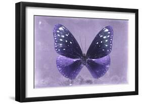 Miss Butterfly Euploea - Purple-Philippe Hugonnard-Framed Photographic Print